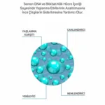Bitkisel Kök Hücre Ve Somon DNA Serum 30ml - Görsel 4