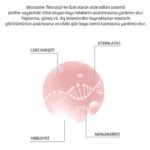 Koyu Leke Düzeltici Meso Serum 6ml x 10 adet - Görsel 5