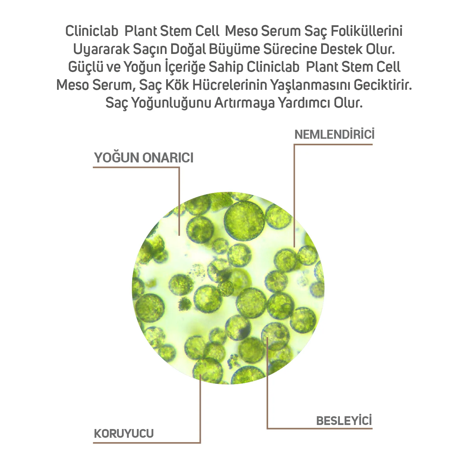 %10 Bitki Kök Hücreli Meso Serum 6ml x 10 adet - Görsel 4